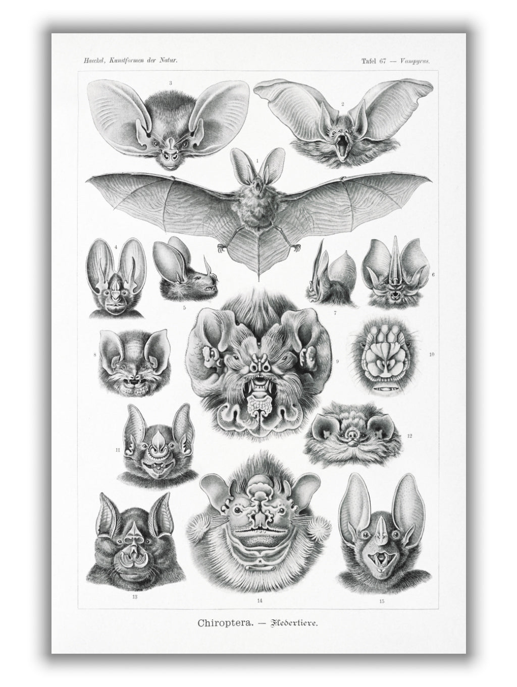 Chiroptera–Fledertiere by Ernst Haeckel