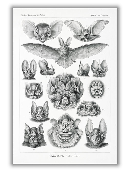 Chiroptera–Fledertiere by Ernst Haeckel