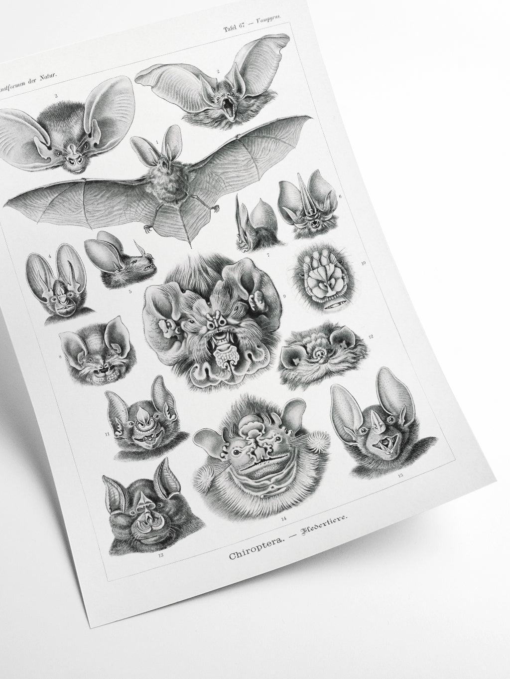 Chiroptera–Fledertiere by Ernst Haeckel