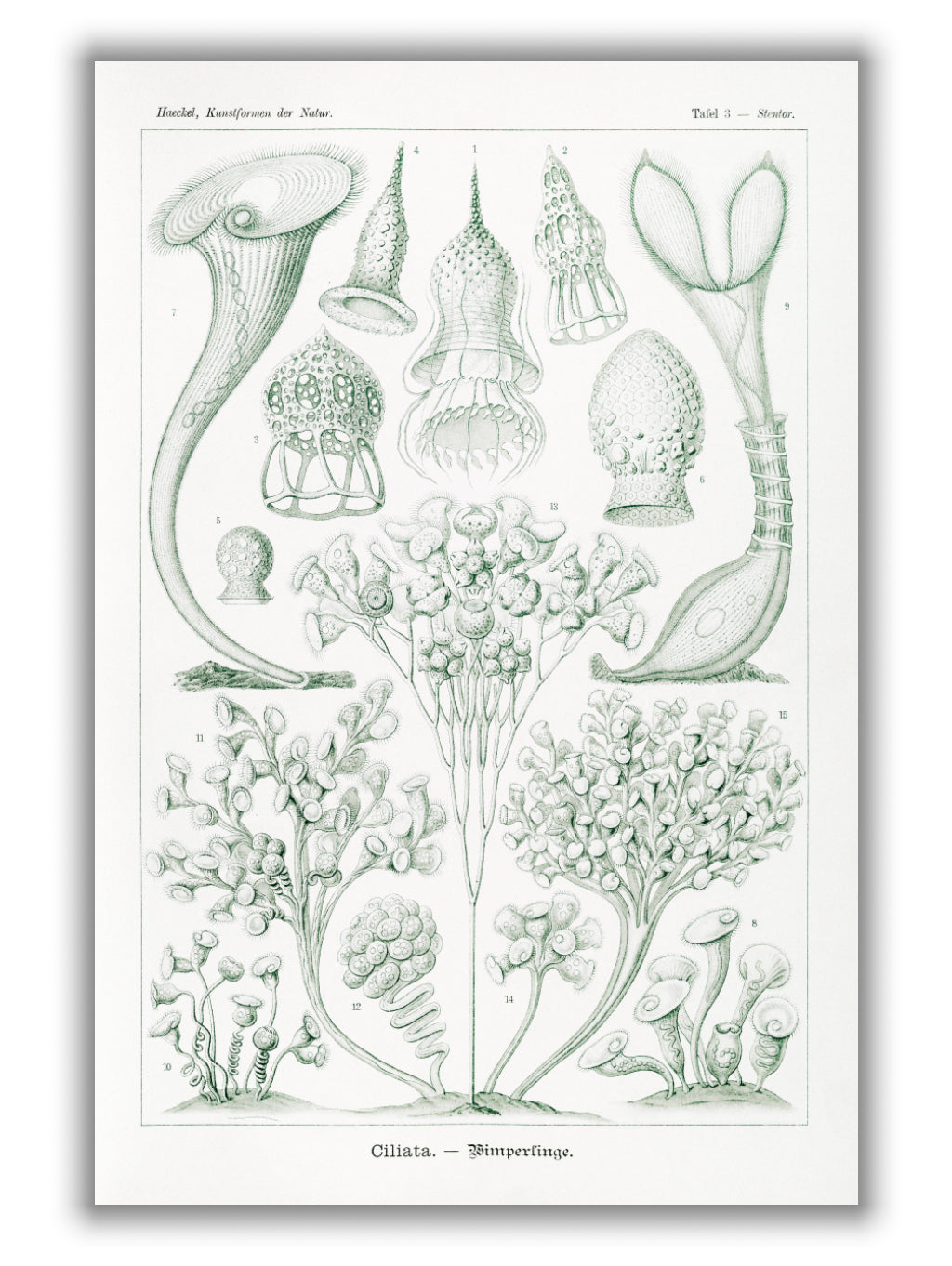 Ciliata–Wimperlinge by Ernst Haeckel