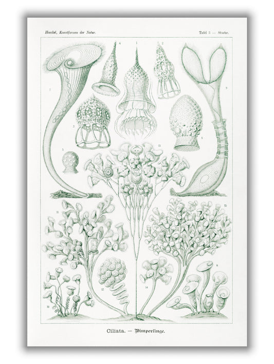Ciliata–Wimperlinge by Ernst Haeckel