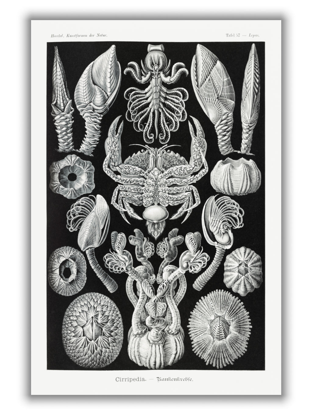 Cirripedia–Rankenkreble by Ernst Haeckel