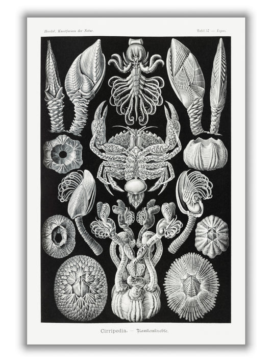Cirripedia–Rankenkreble by Ernst Haeckel