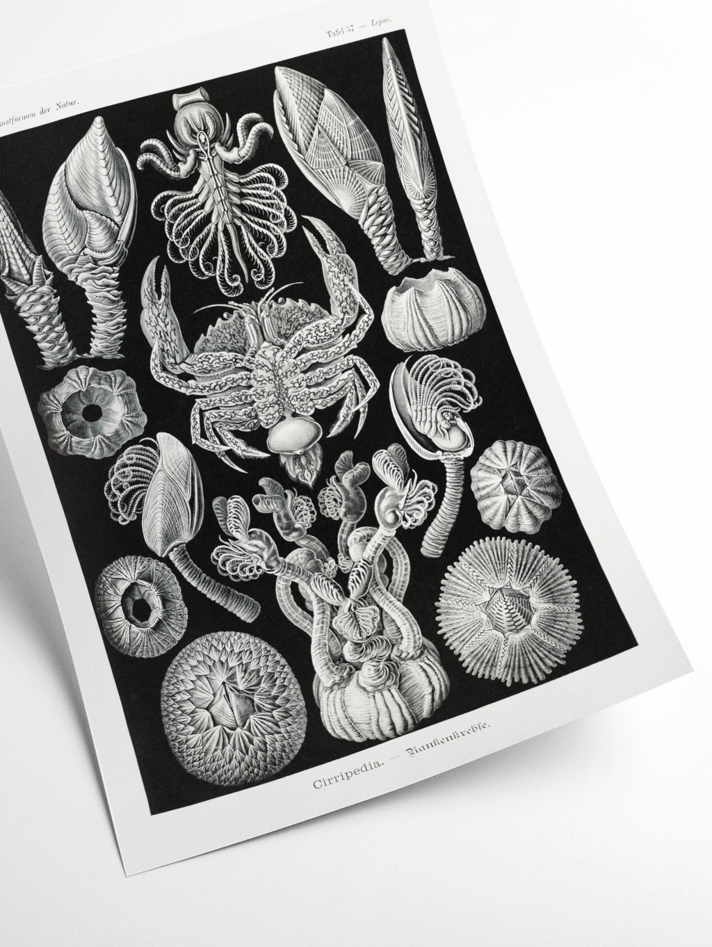 Cirripedia–Rankenkreble by Ernst Haeckel