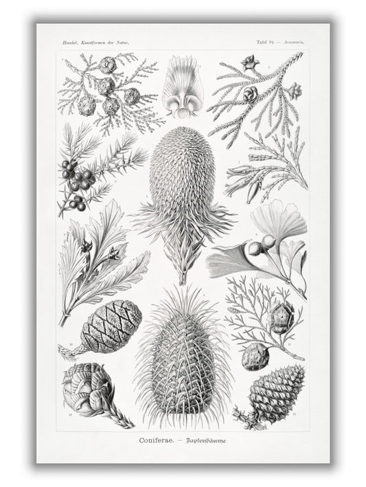 Coniferae–Bapfenbäume by Ernst Haeckel