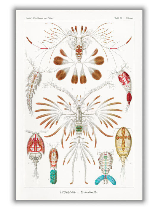 Copepoda–Ruderkrebse by Ernst Haeckel