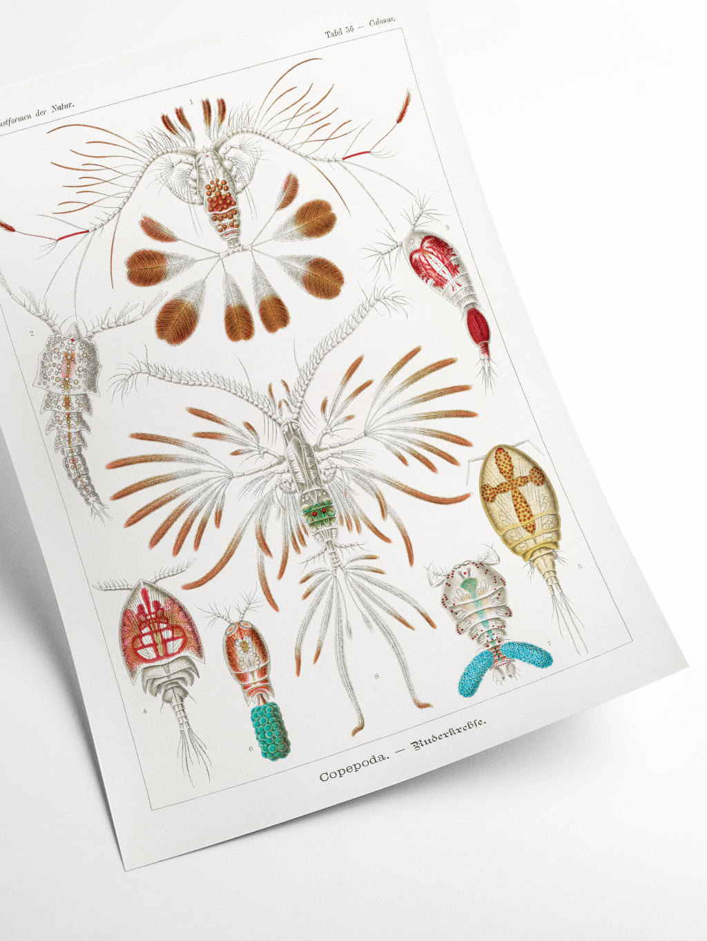 Copepoda–Ruderkrebse by Ernst Haeckel