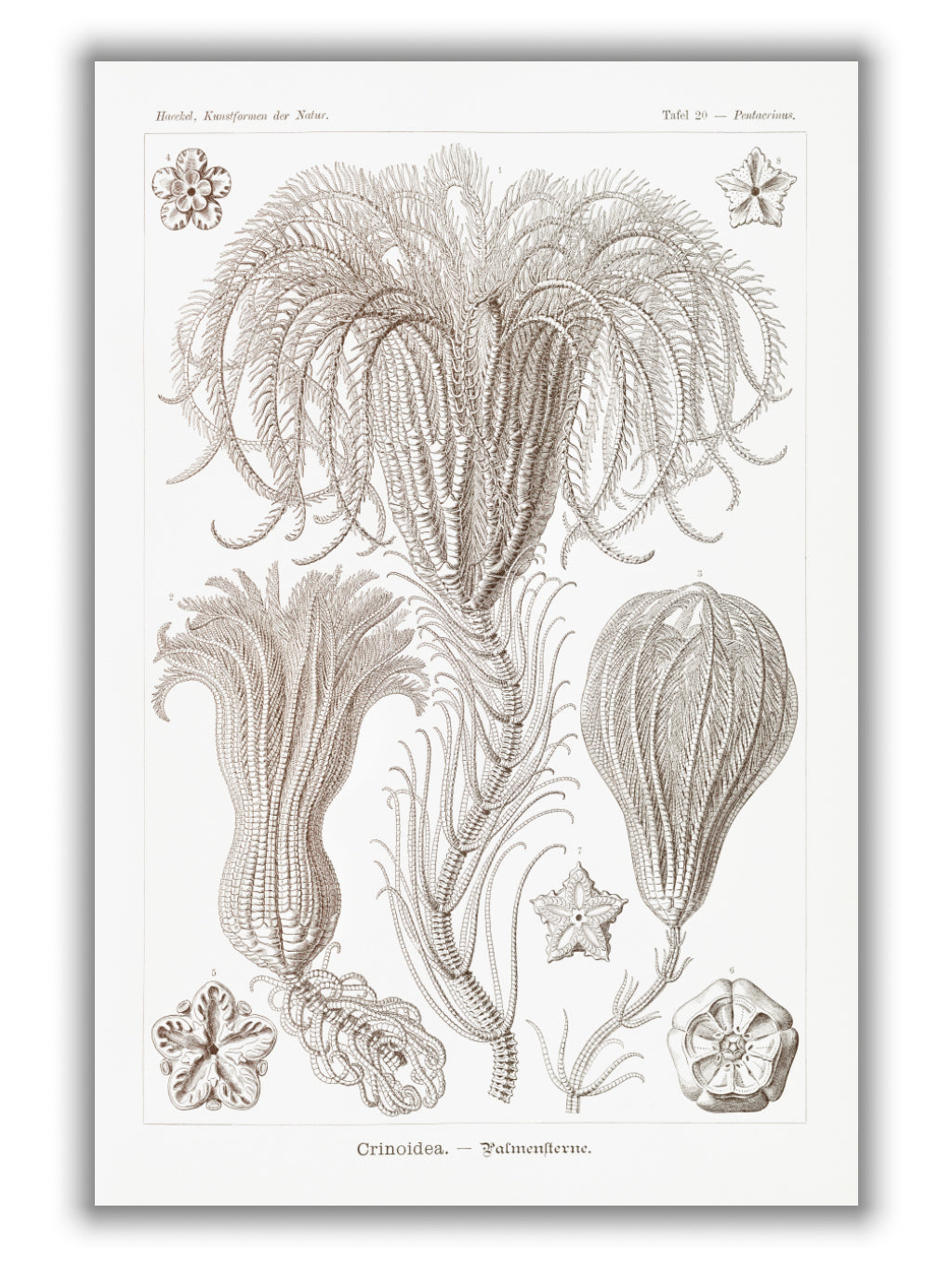 Crinoidea–Palmensterne by Ernst Haeckel