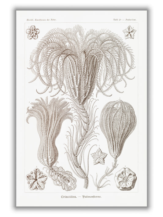 Crinoidea–Palmensterne by Ernst Haeckel