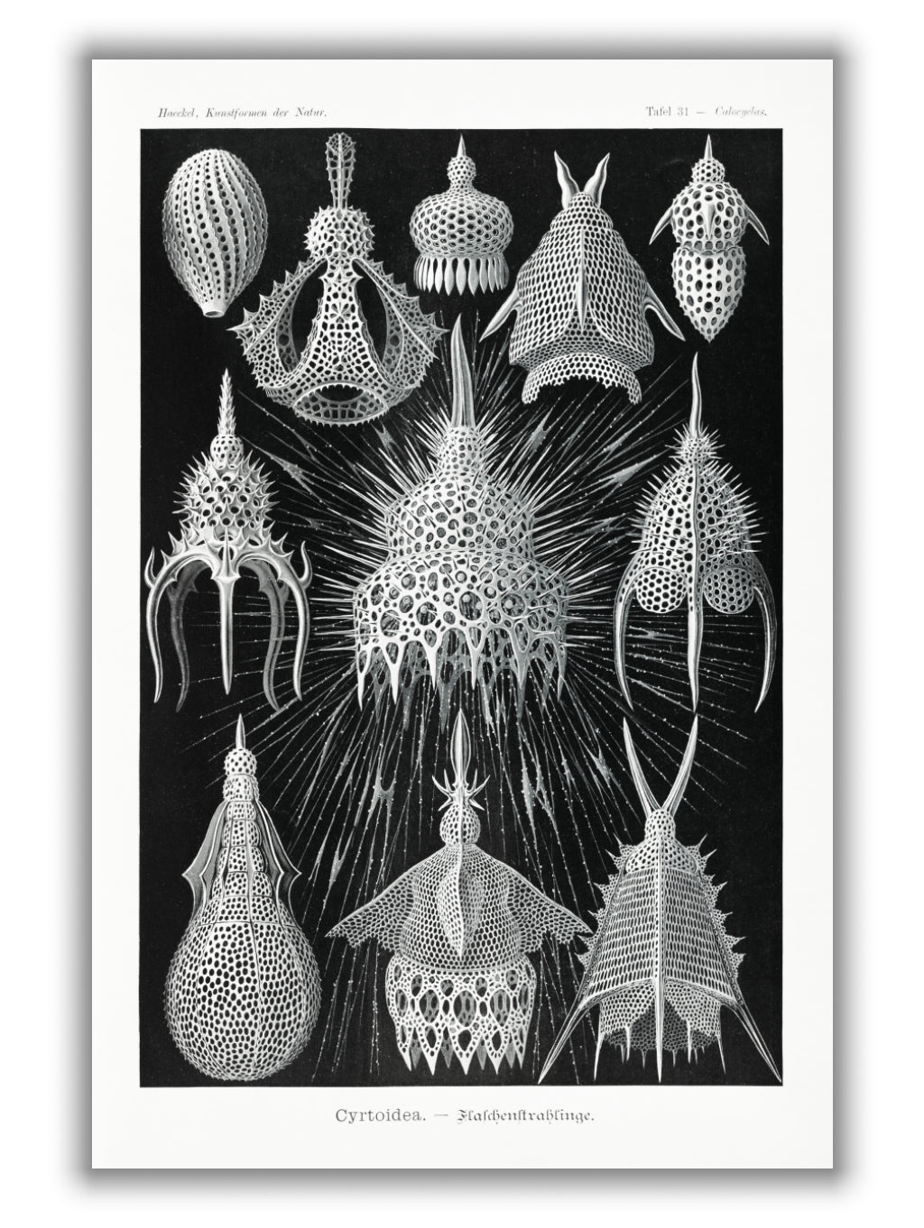 Crytoidea–Flaschenstrahlinge by Ernst Haeckel