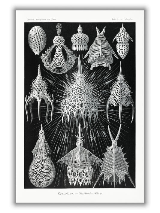Crytoidea–Flaschenstrahlinge by Ernst Haeckel