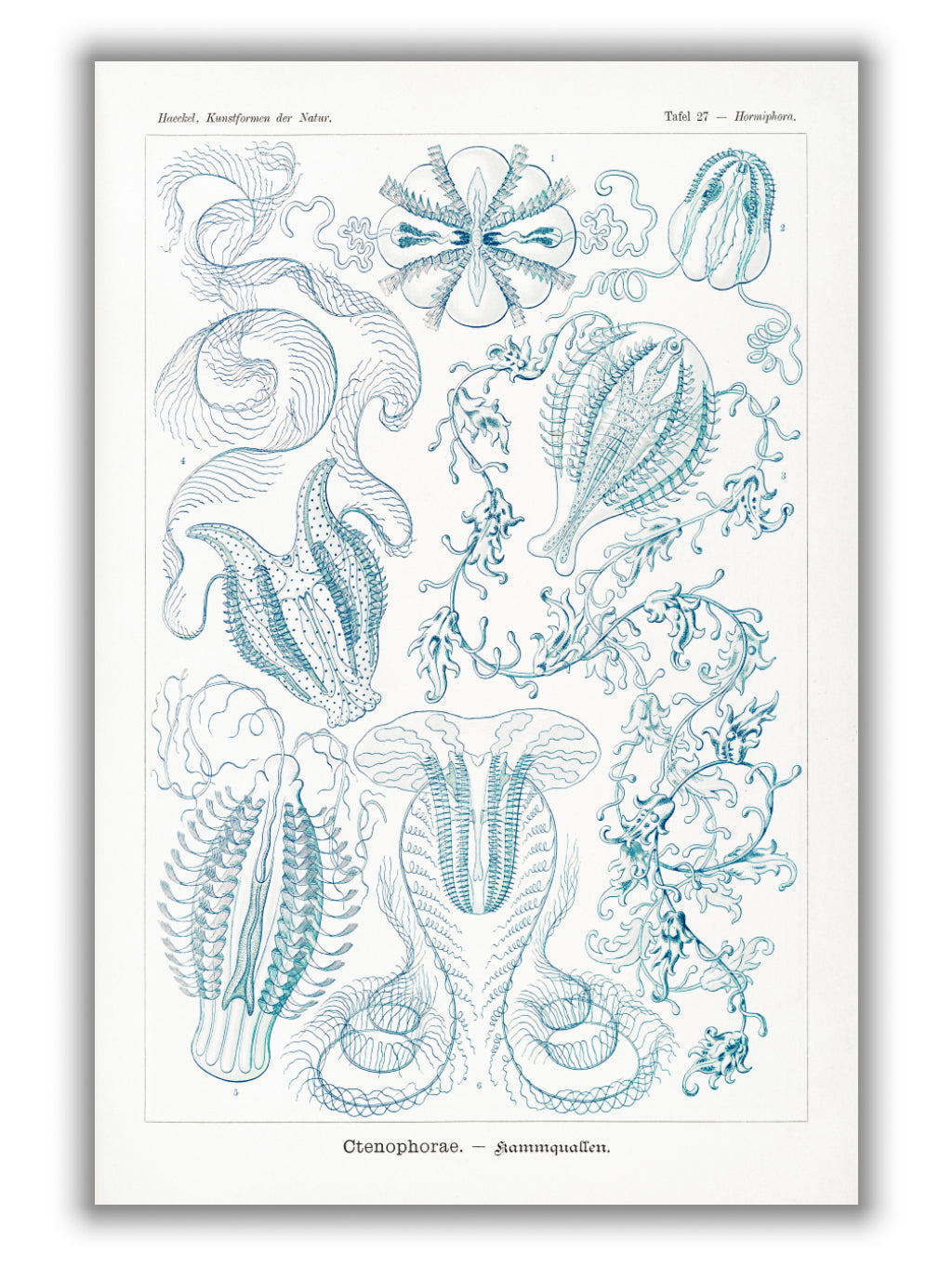 Ctenophorae–Kammquallen by Ernst Haeckel