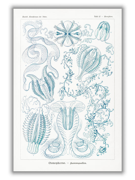 Ctenophorae–Kammquallen by Ernst Haeckel