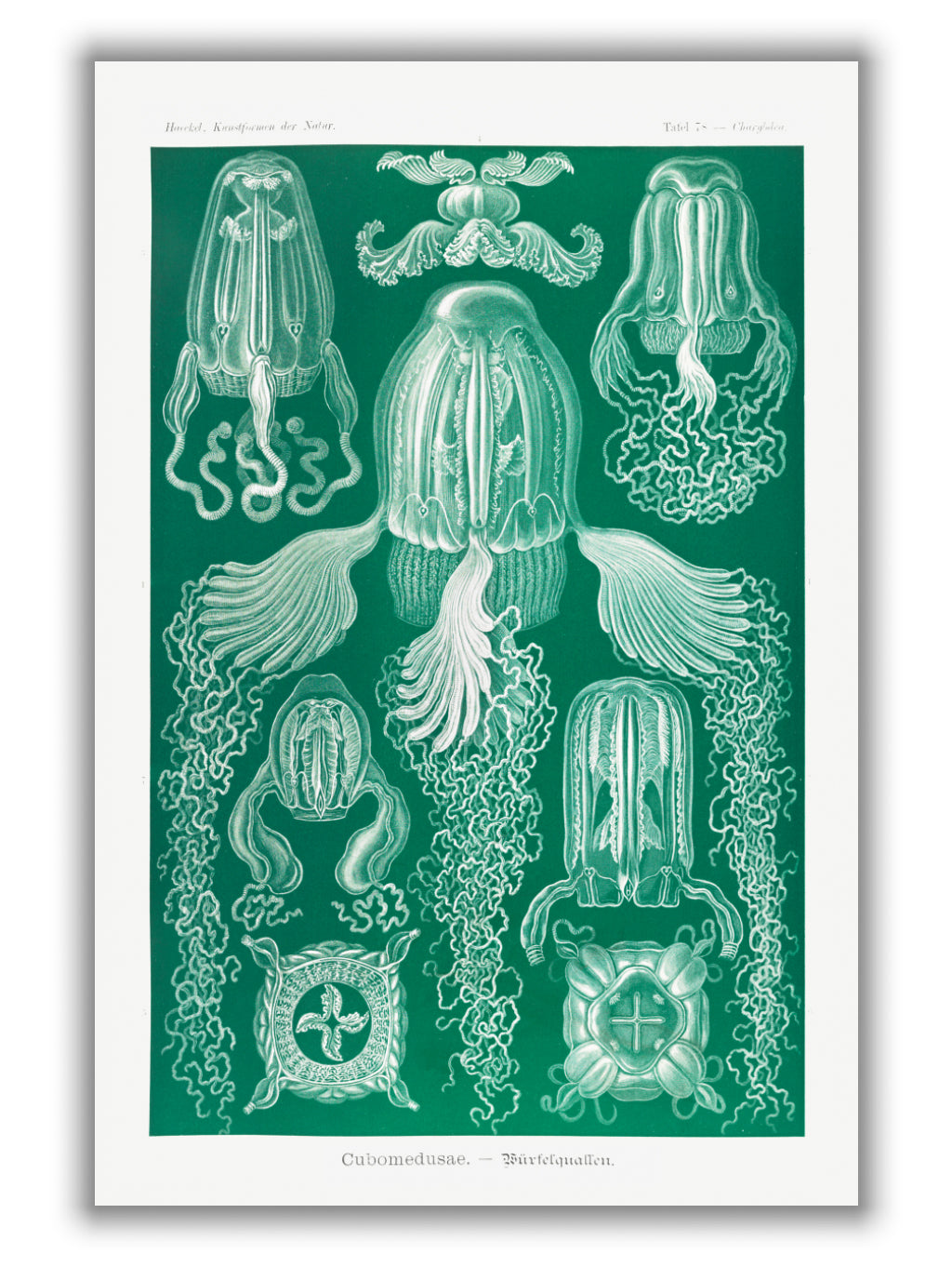 Cubomedusae–Würfelquallen by Ernst Haeckel