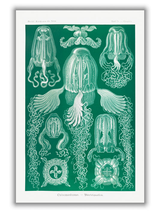 Cubomedusae–Würfelquallen by Ernst Haeckel