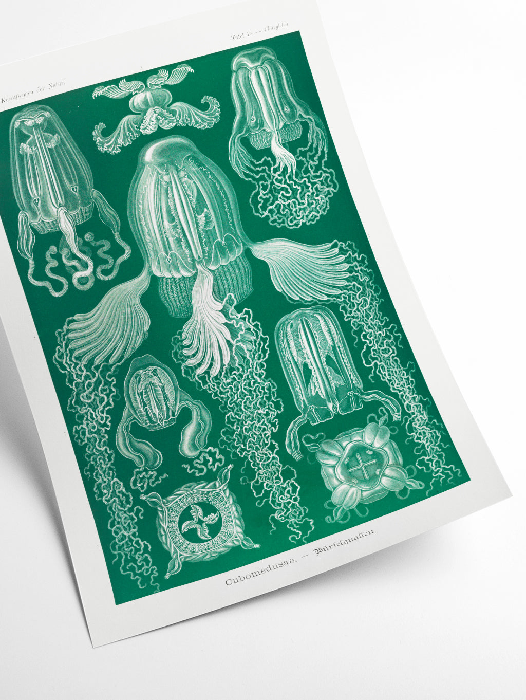 Cubomedusae–Würfelquallen by Ernst Haeckel