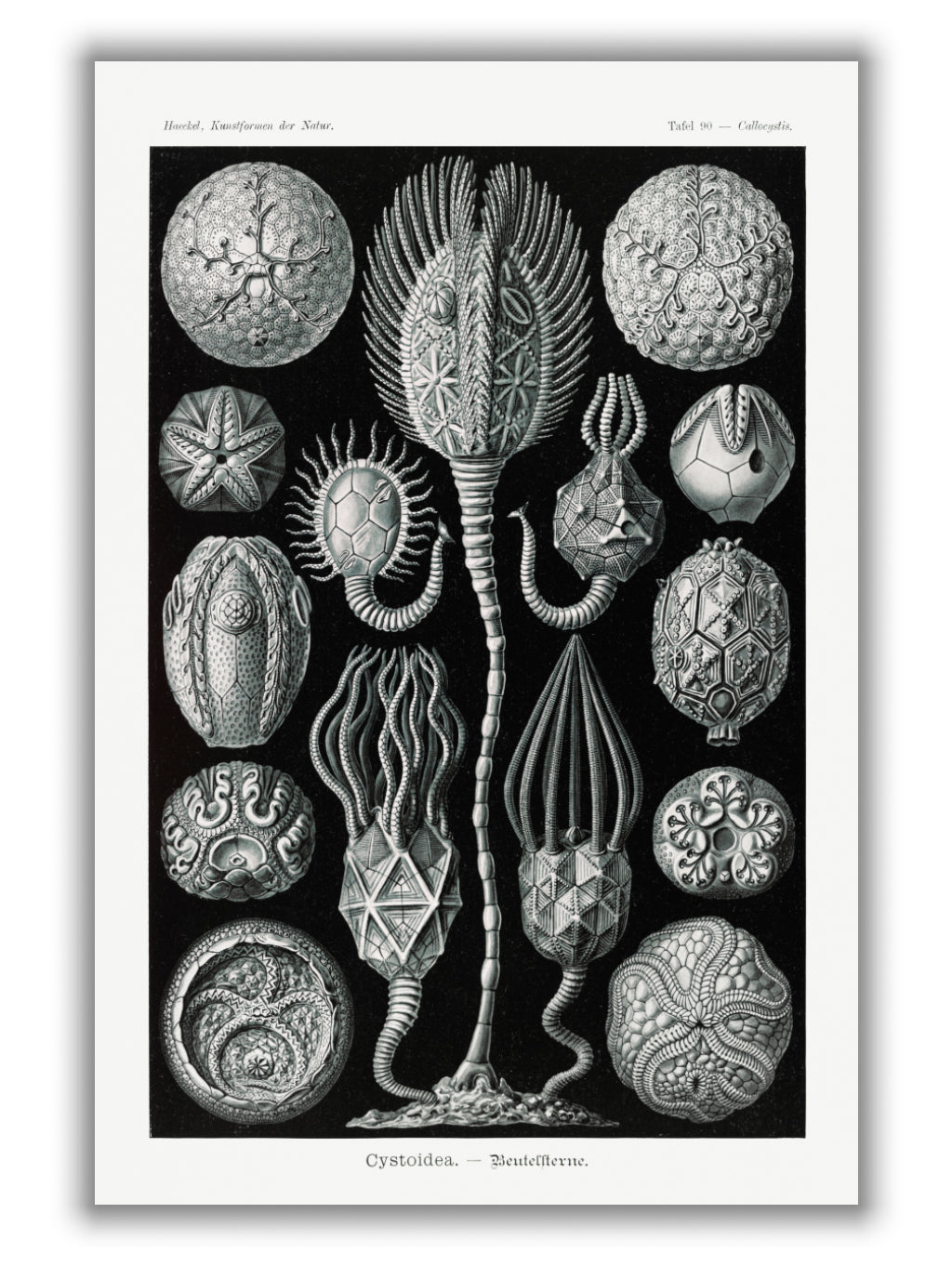 Cystoidea–Beutelsterne by Ernst Haeckel