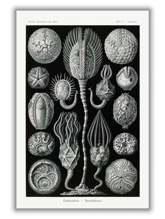 Cystoidea–Beutelsterne by Ernst Haeckel