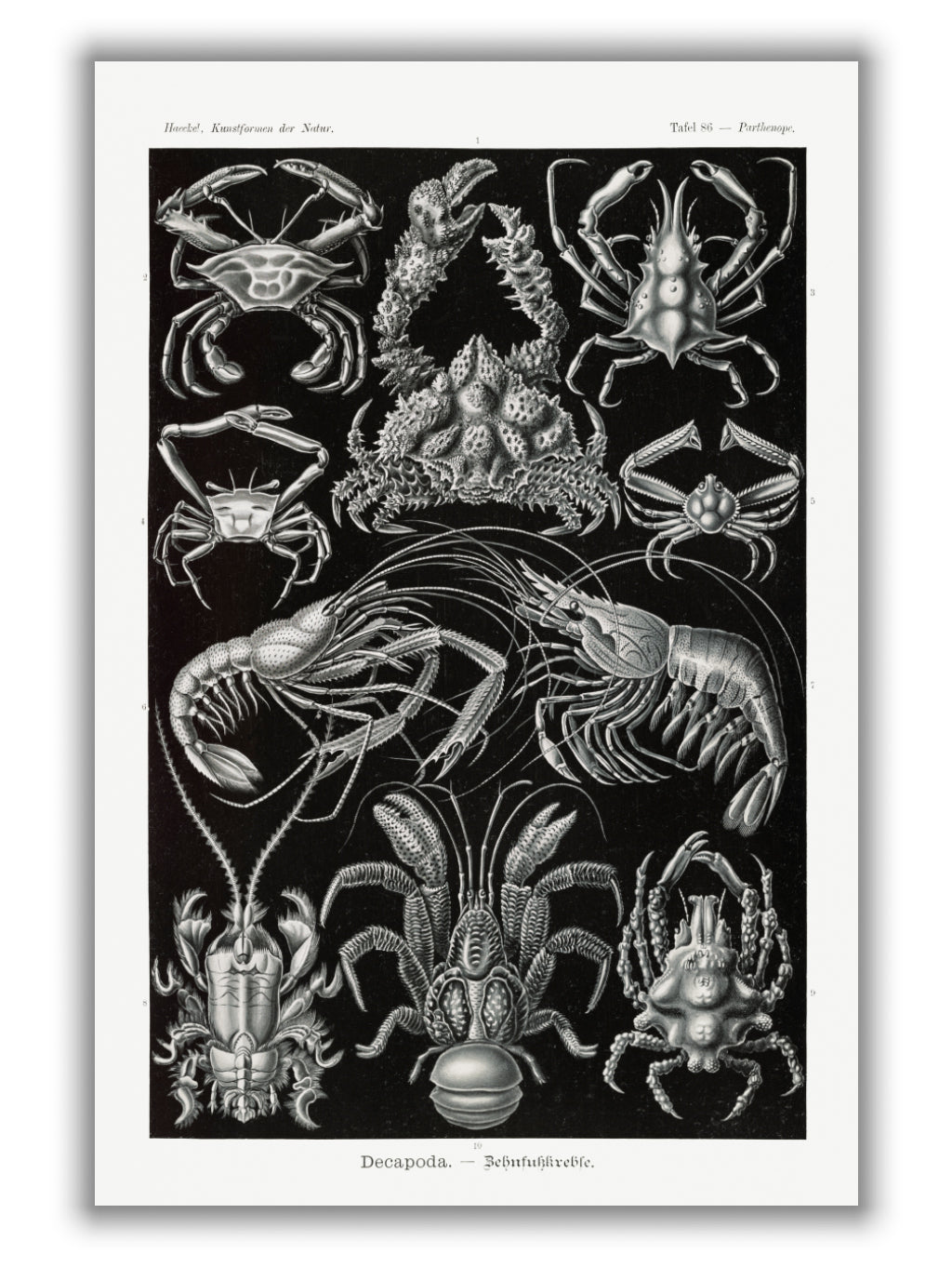 Decapoda–Behnfukkreble by Ernst Haeckel