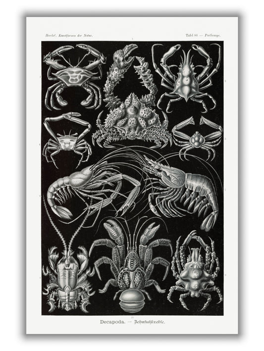 Decapoda–Behnfukkreble by Ernst Haeckel
