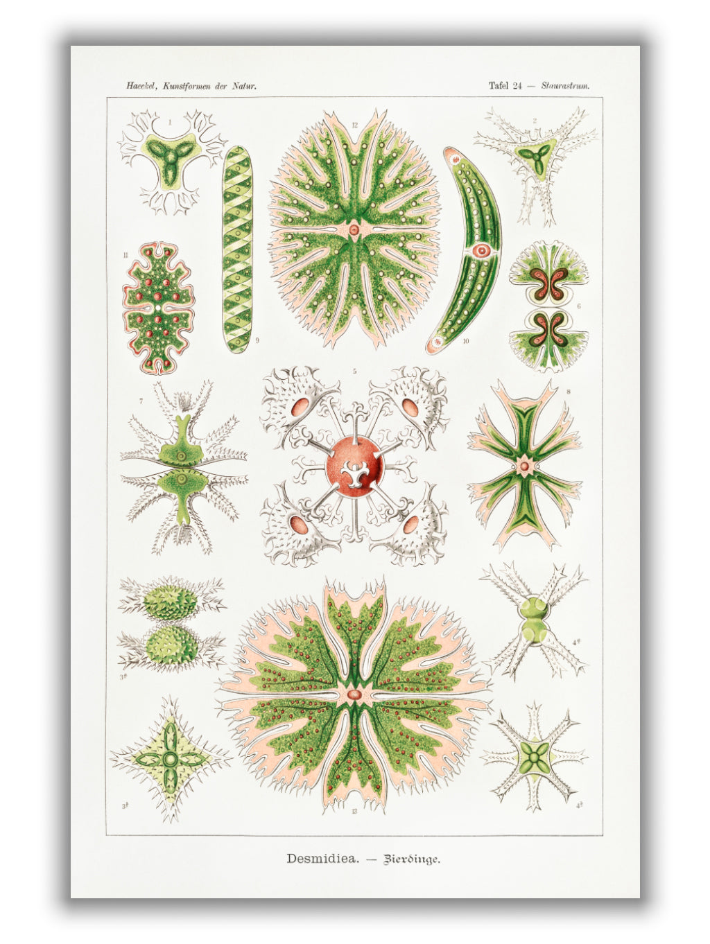 Desmidiea–Bierdinge by Ernst Haeckel