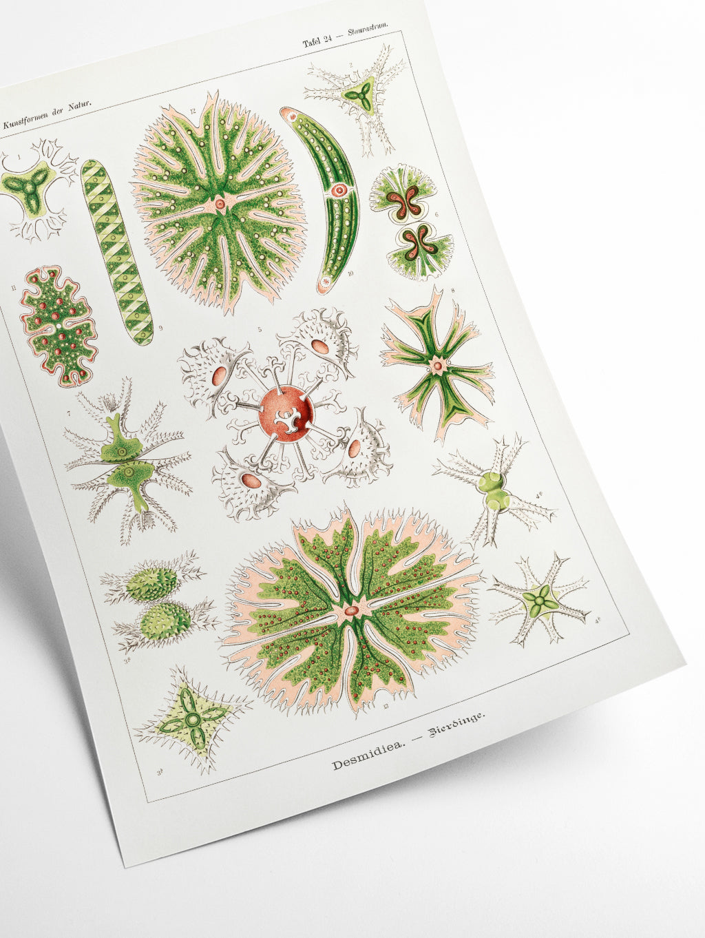 Desmidiea–Bierdinge by Ernst Haeckel
