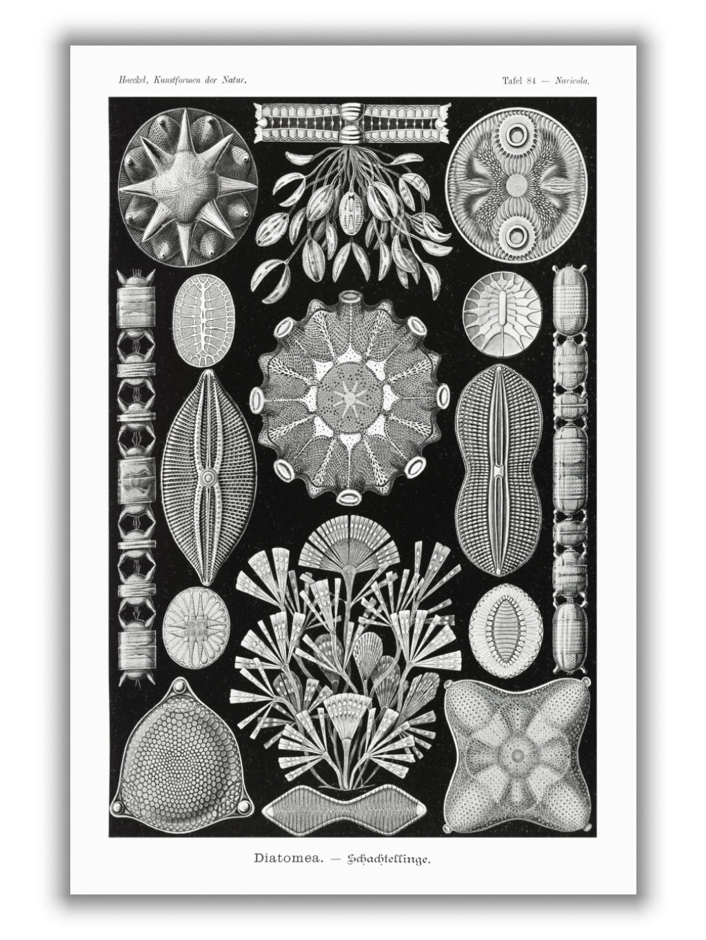 Diatomea–Schachtellinge by Ernst Haeckel