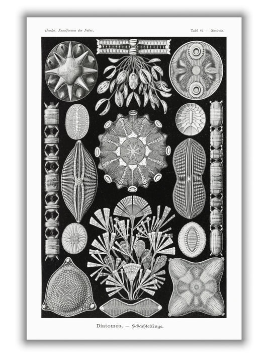 Diatomea–Schachtellinge by Ernst Haeckel