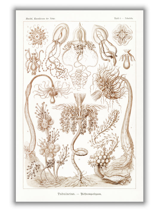 Diatomea–Schachtellinge I by Ernst Haeckel