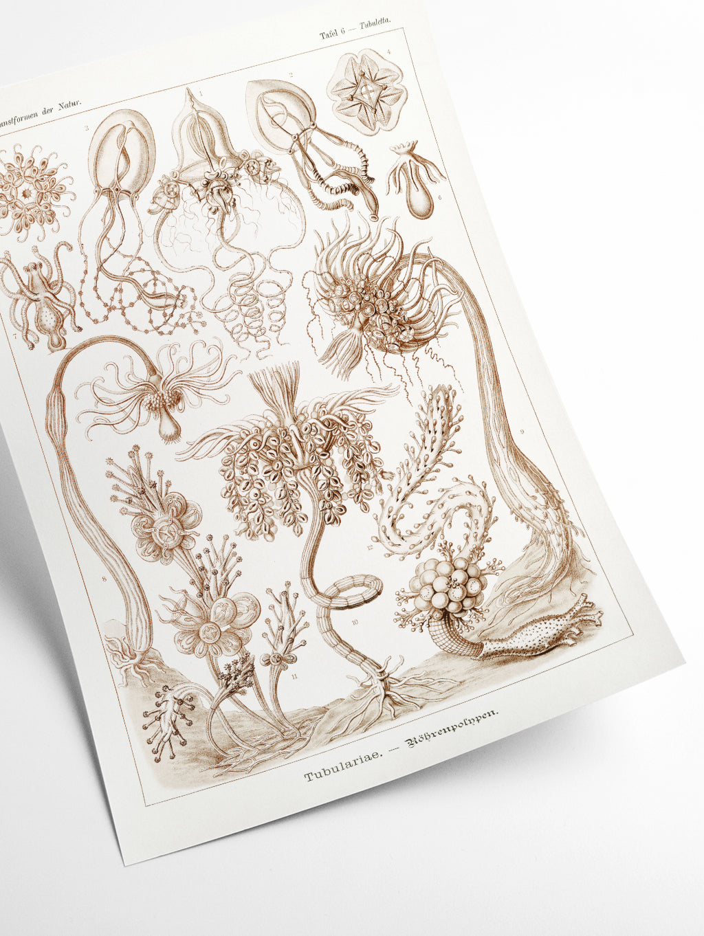 Diatomea–Schachtellinge I by Ernst Haeckel