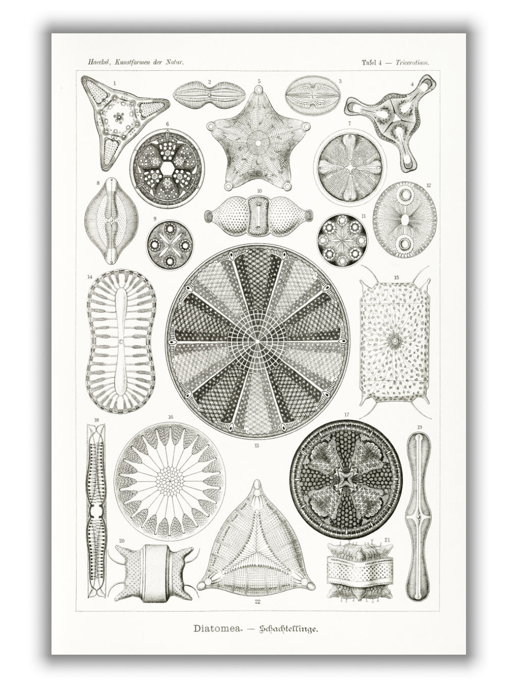 Diatomea–Schachtellinge II by Ernst Haeckel