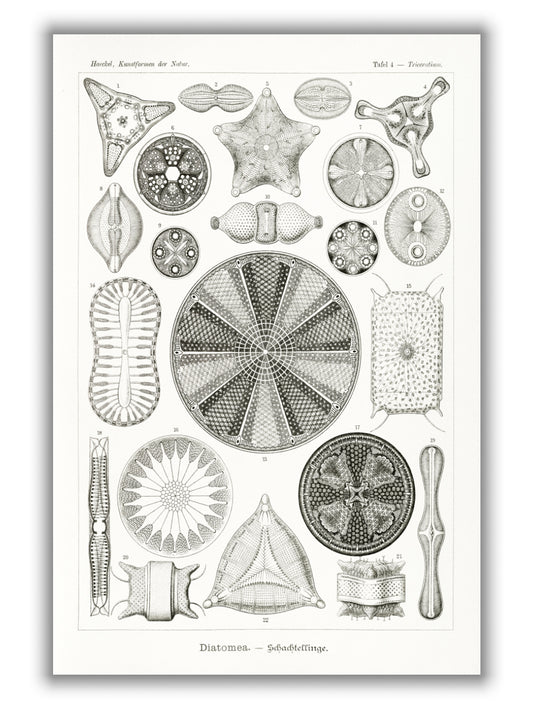 Diatomea–Schachtellinge II by Ernst Haeckel