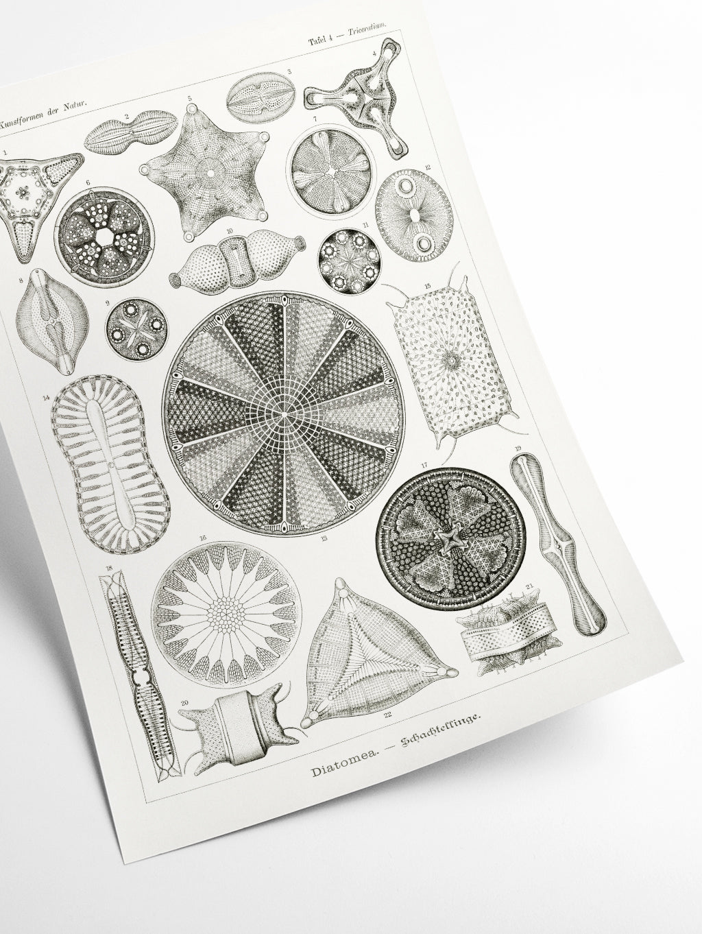 Diatomea–Schachtellinge II by Ernst Haeckel