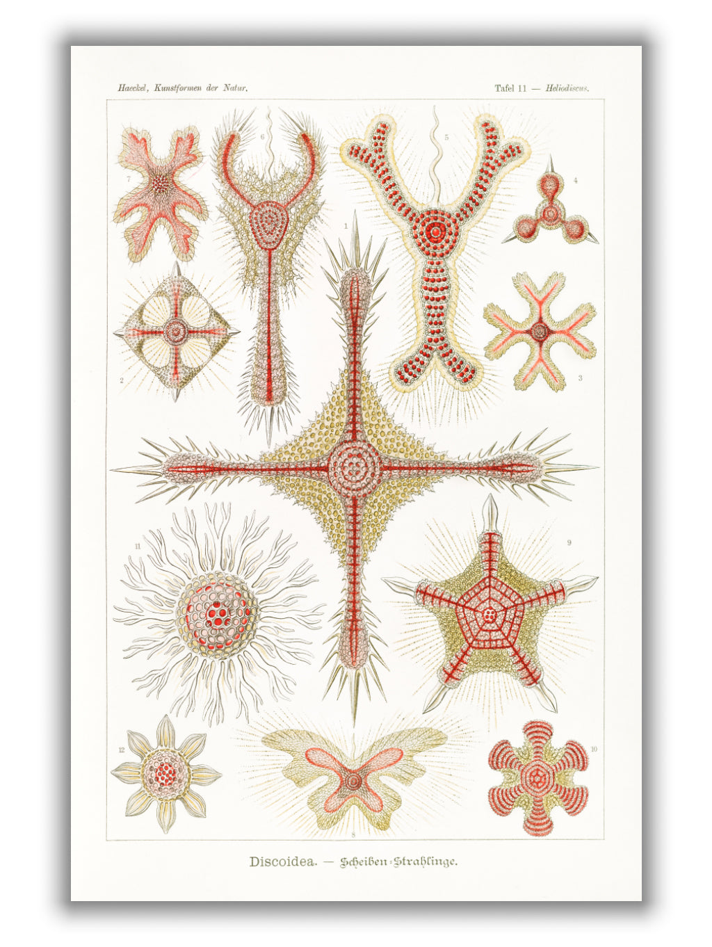 Discoidea–Scheiben-Strahlinge by Ernst Haeckel