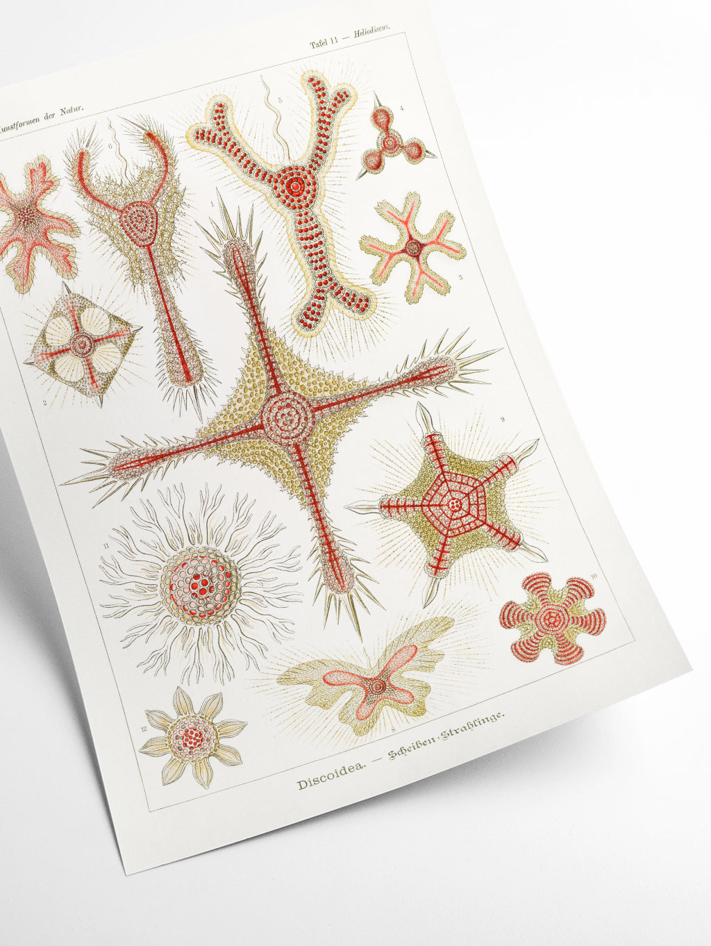 Discoidea–Scheiben-Strahlinge by Ernst Haeckel