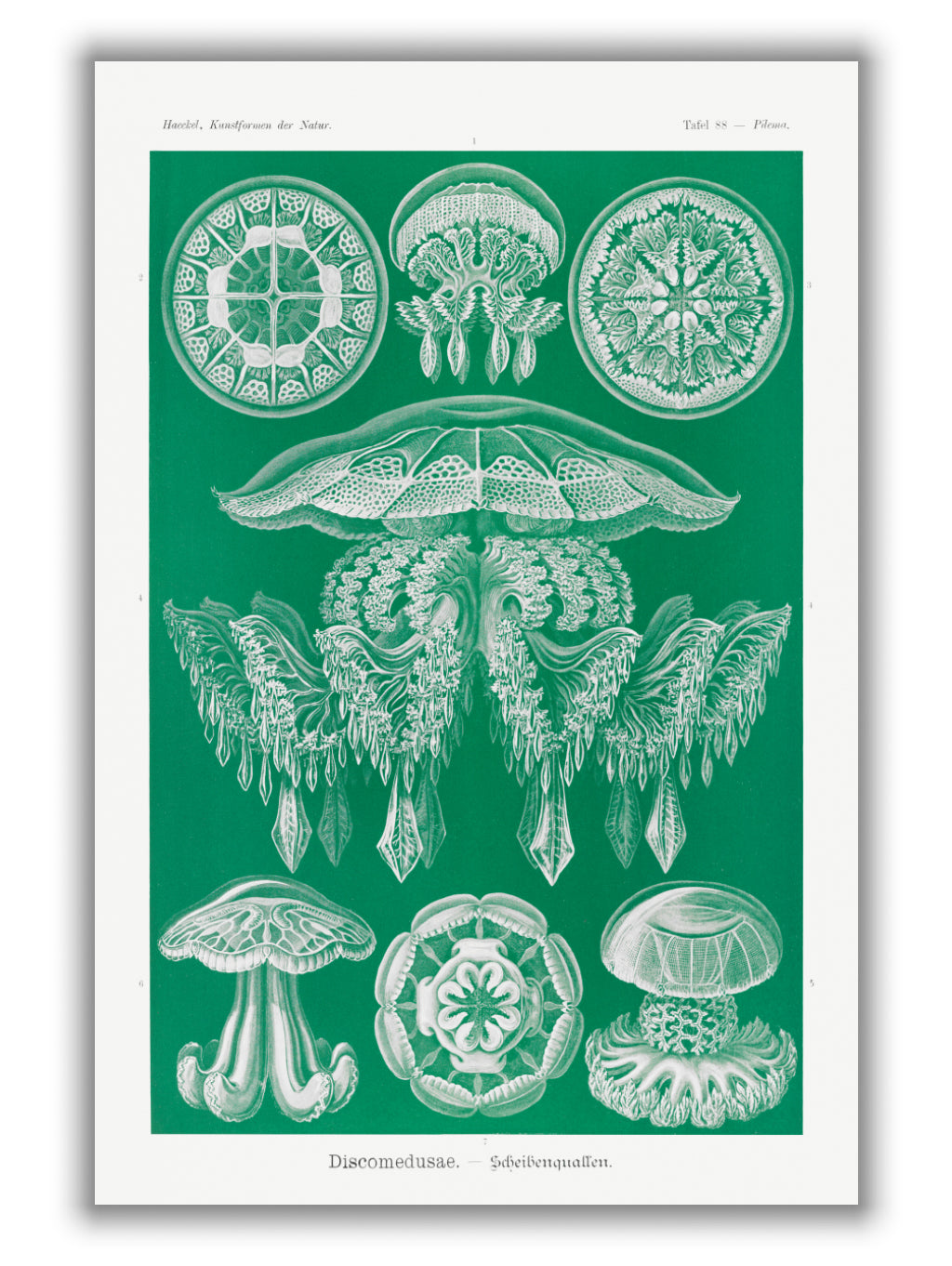 Discomedusae–Scheibenquallen I by Ernst Haeckel