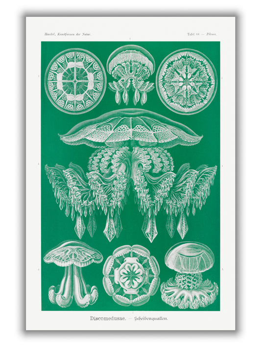 Discomedusae–Scheibenquallen I by Ernst Haeckel