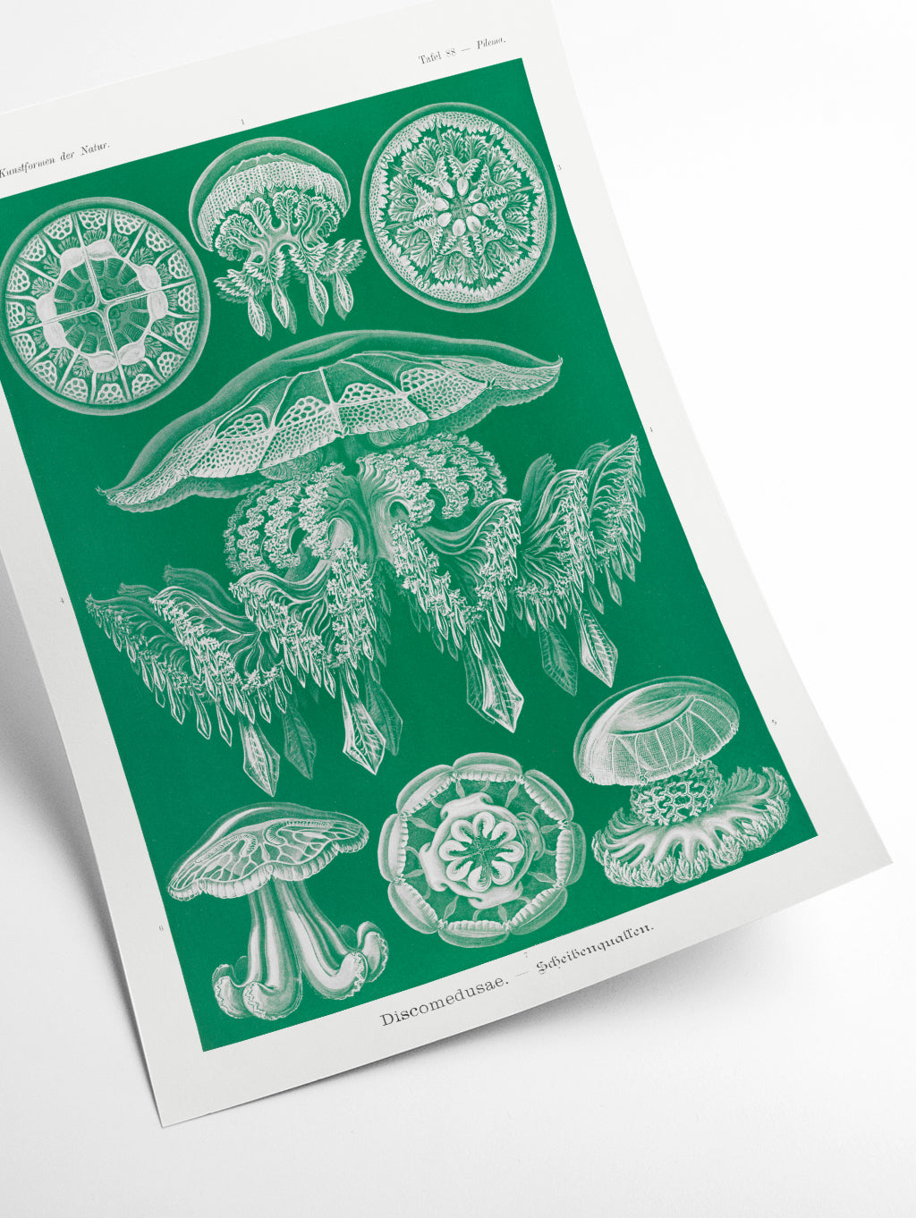 Discomedusae–Scheibenquallen I by Ernst Haeckel