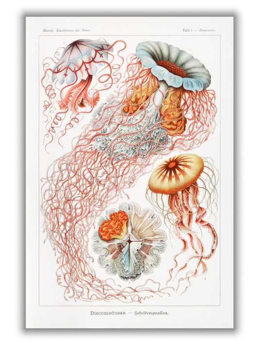 Discomedusae–Scheibenquallen II by Ernst Haeckel