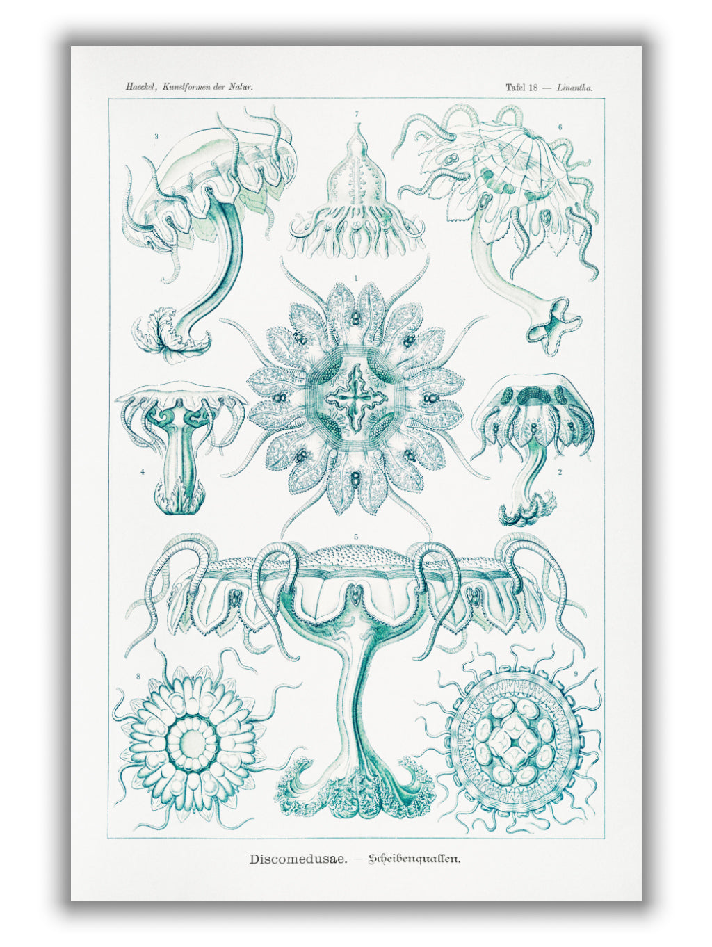 Discomedusae–Scheibenquallen III by Ernst Haeckel