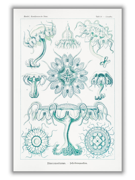 Discomedusae–Scheibenquallen III by Ernst Haeckel