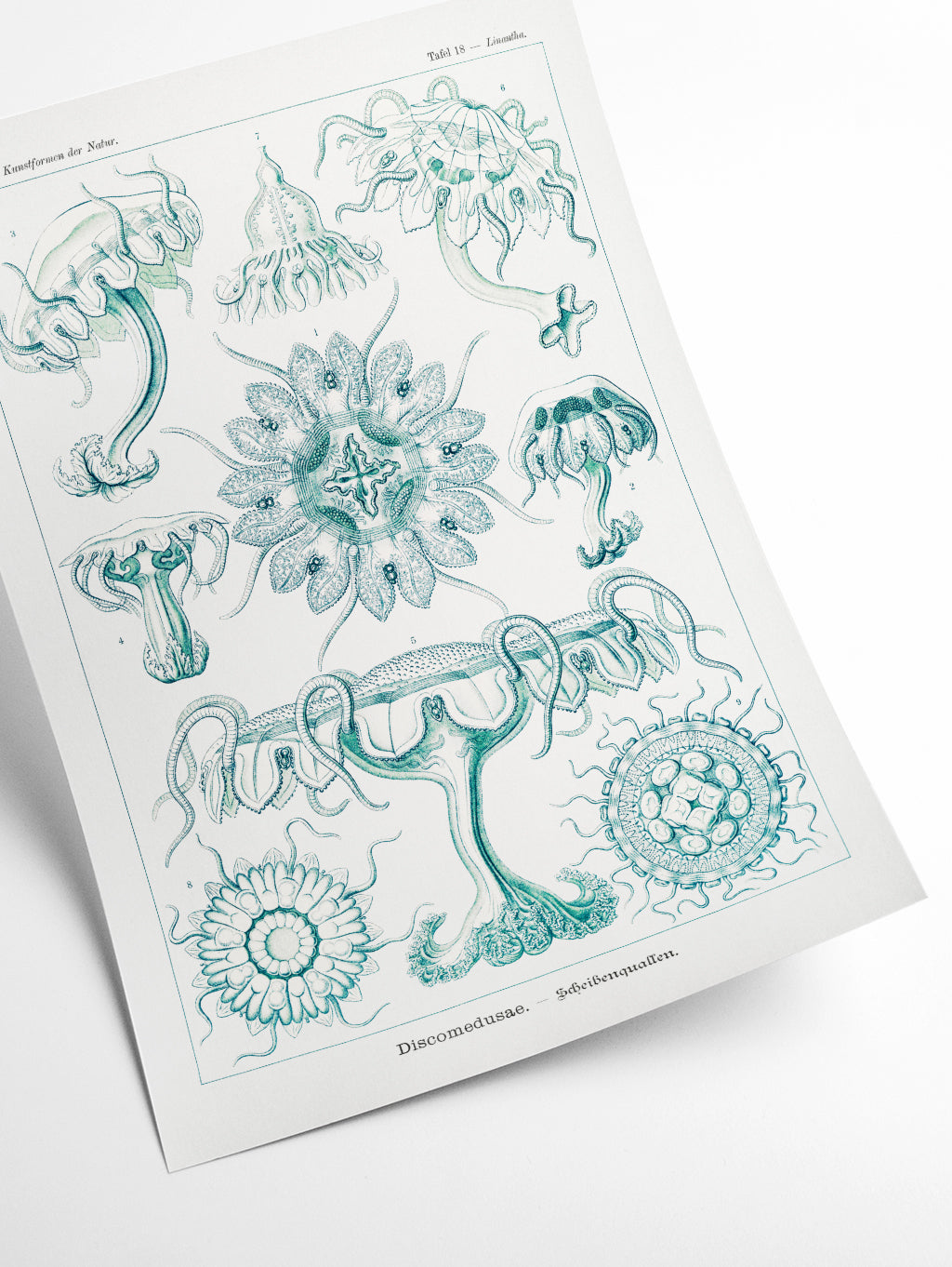 Discomedusae–Scheibenquallen III by Ernst Haeckel