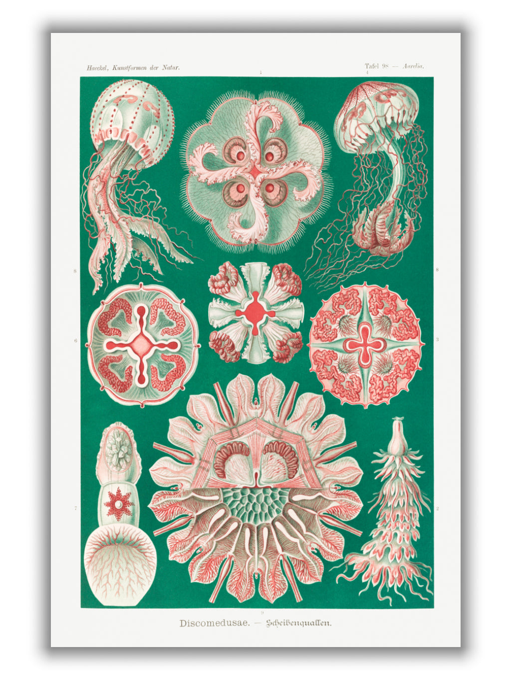 Discomedusae–Scheibenquallen IIII by Ernst Haeckel