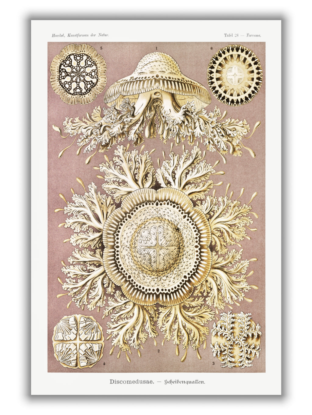 Discomedusae–Scheibenquallen IIIII by Ernst Haeckel
