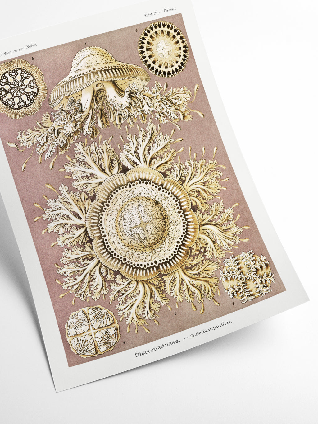 Discomedusae–Scheibenquallen IIIII by Ernst Haeckel