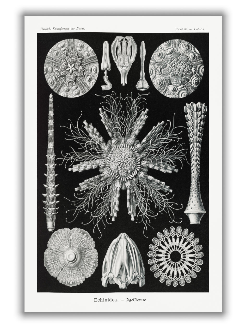 Echinidea–Igelsterne I by Ernst Haeckel