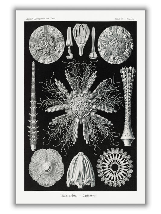 Echinidea–Igelsterne I by Ernst Haeckel