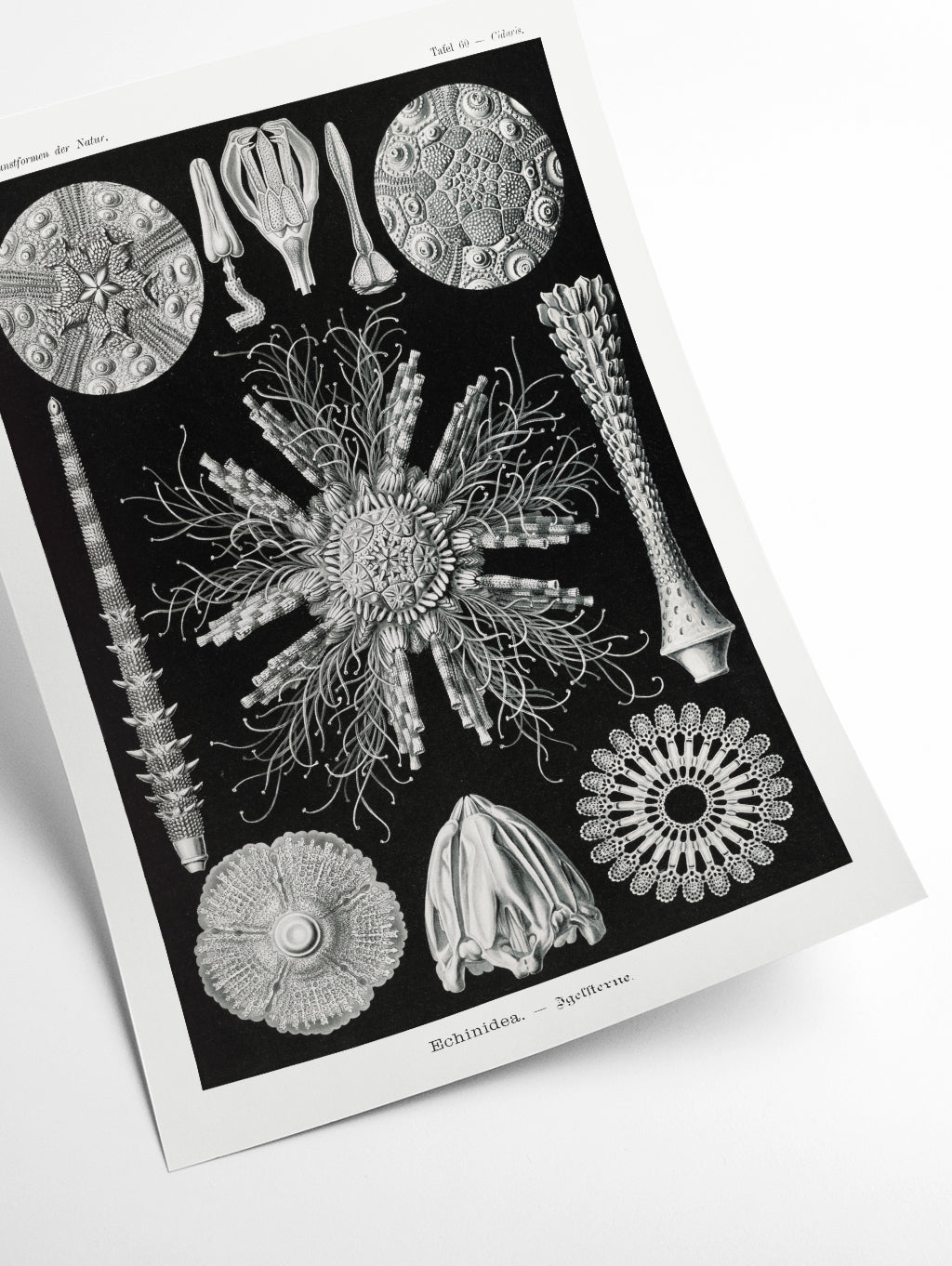 Echinidea–Igelsterne I by Ernst Haeckel