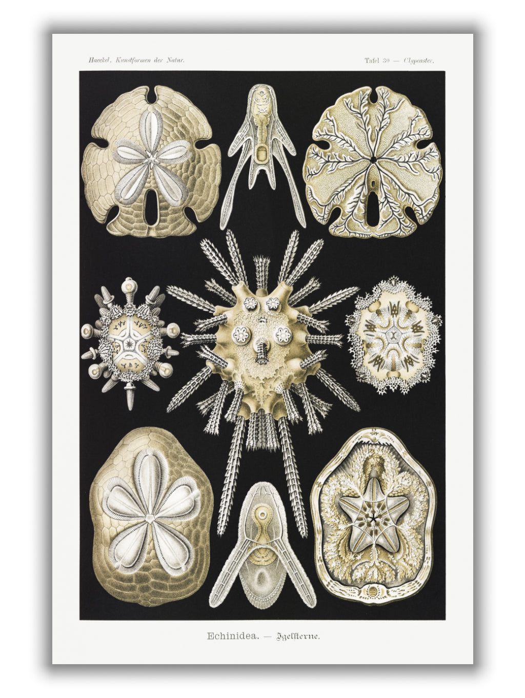 Echinidea–Igelsterne II by Ernst Haeckel