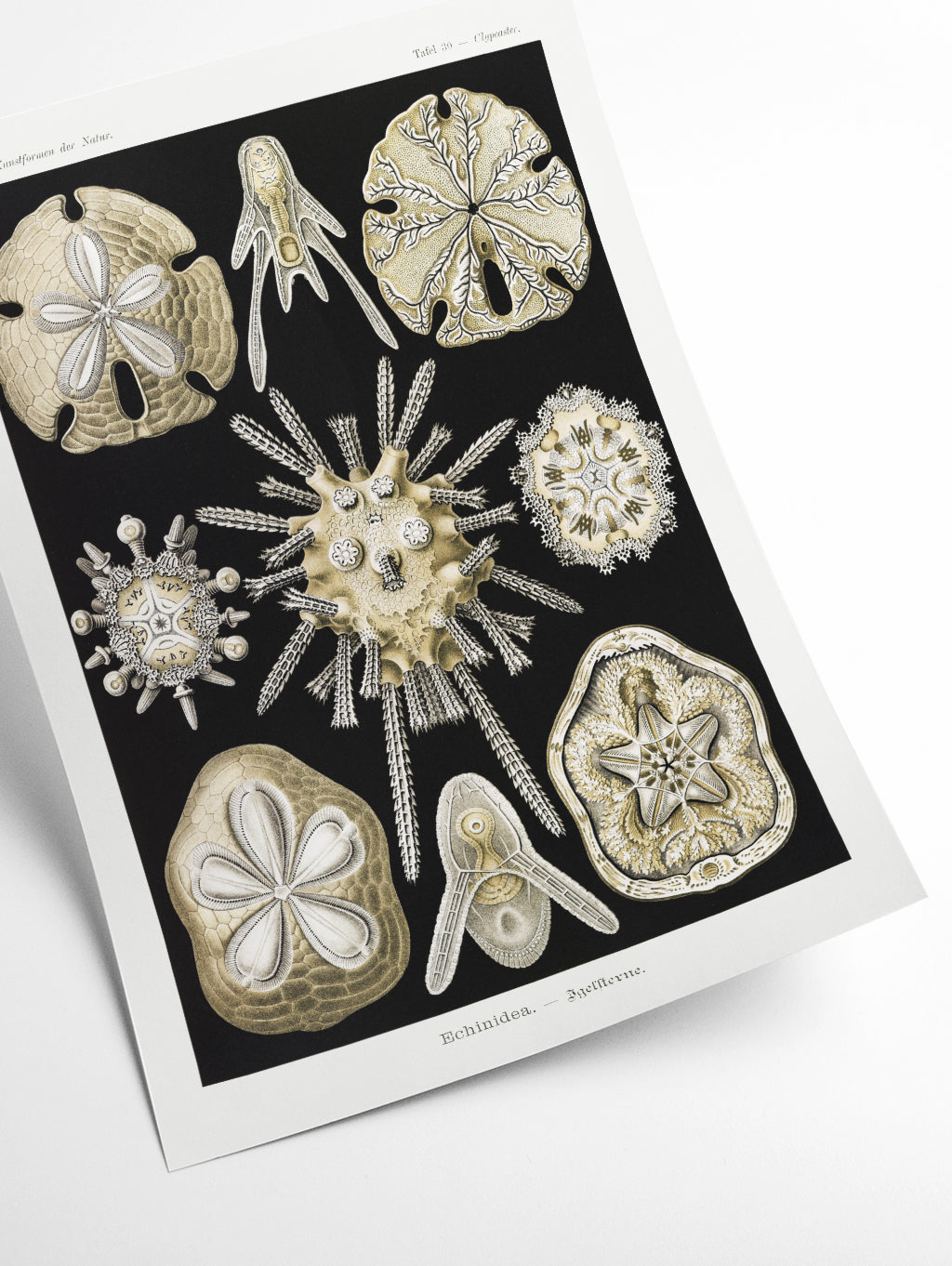 Echinidea–Igelsterne II by Ernst Haeckel